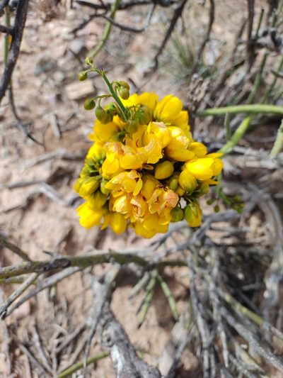 Senna crassiramea, photographed by Marien Béguelin