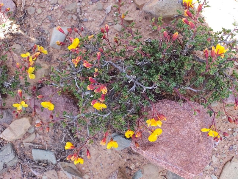 Arquita trichocarpa, photographed by Marien Béguelin