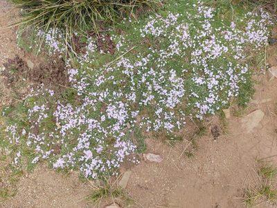 Junellia minima, photographed by Marien Béguelin