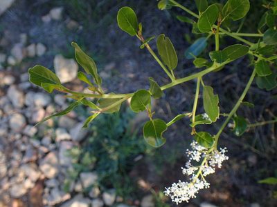 Ceanothus spinosus, photographed by George Williams