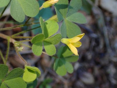 Oxalis pilosa, photographed by George Williams