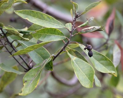 Persea borbonia, photographed by Lauren McLaurin
