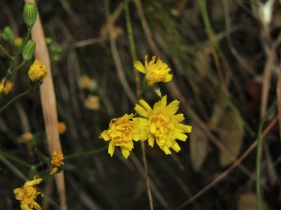 Crepis capillaris, photographed by Saryu Mae 前 朝琉