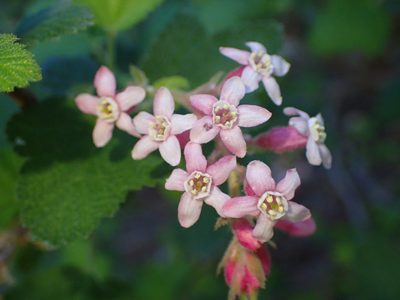 Ribes malvaceum, photographed by George Williams