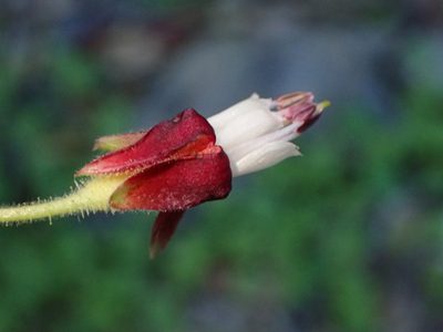 Ribes amarum, photographed by George Williams