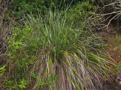 Astelia banksii, photographed by Saryu Mae 前 朝琉