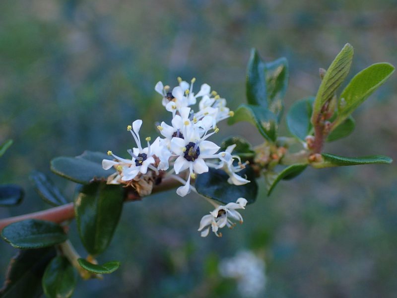 Ceanothus megacarpus, photographed by George Williams