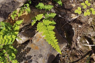 Myriopteris alabamensis, photographed by Michelle W. （鍾偉瑋）