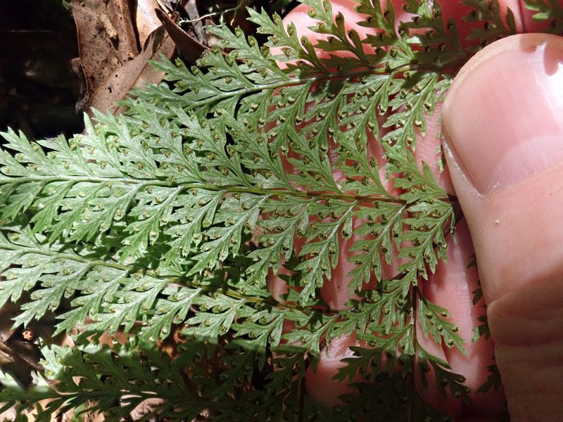 Dennstaedtia novae, photographed by Peter de Lange