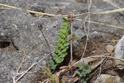 Myriopteris scabra, photographed by Michelle W. （鍾偉瑋）