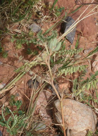 Astragalus sesameus, photographed by Oleg Kosterin
