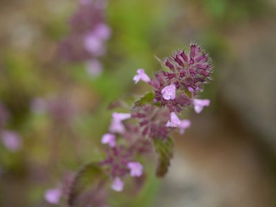 Clinopodium umbrosum, photographed by Dinesh Valke