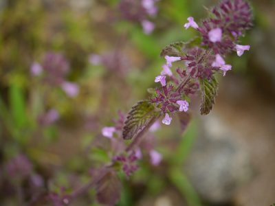 Clinopodium umbrosum, photographed by Dinesh Valke