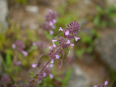 Clinopodium umbrosum, photographed by Dinesh Valke
