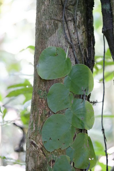 Monstera spruceana, photographed by Matthew Runo
