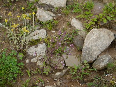 Clinopodium umbrosum, photographed by Dinesh Valke