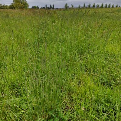 Phleum pratense, photographed by Jenny Saito