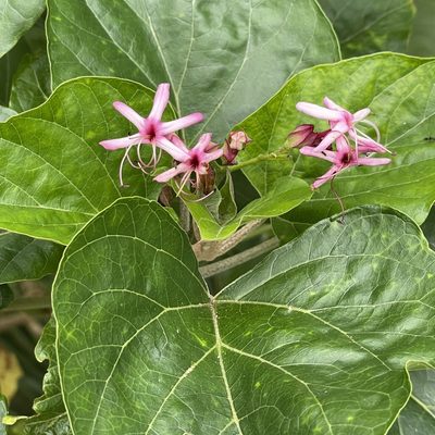 Clerodendrum trichotomum, photographed by Takaaki Hattori