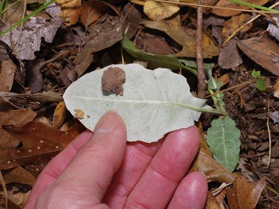 Chaptalia texana, photographed by Michelle W. （鍾偉瑋）