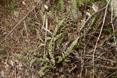 Myriopteris scabra, photographed by Michelle W. （鍾偉瑋）