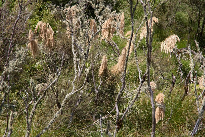 Austroderia fulvida, photographed by M Rutherford