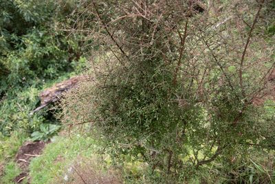 Coprosma rigida, photographed by M Rutherford