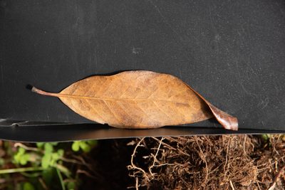 Nestegis cunninghamii, photographed by M Rutherford