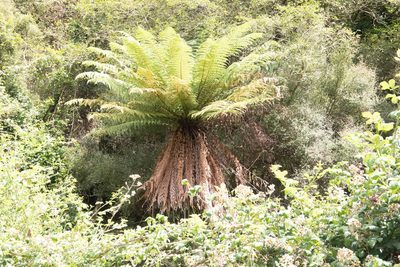 Dicksonia fibrosa, photographed by M Rutherford