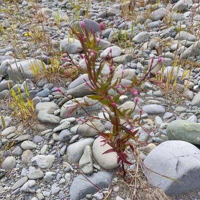 Epilobium ciliatum, photographed by Jenny Saito