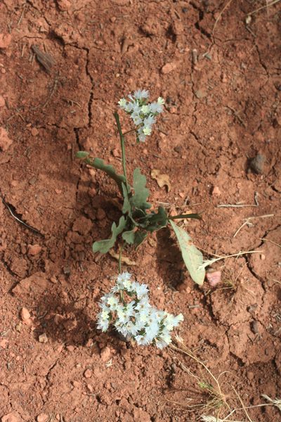 Limonium lobatum, photographed by Oleg Kosterin