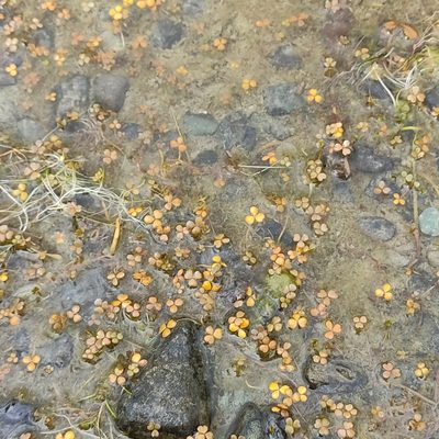 Hydrocotyle sulcata, photographed by Jenny Saito