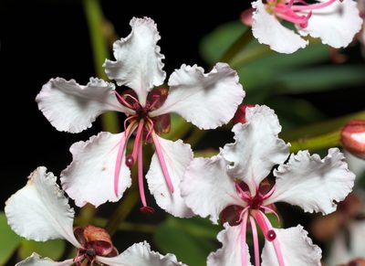 Cheniella glauca, photographed by portioid