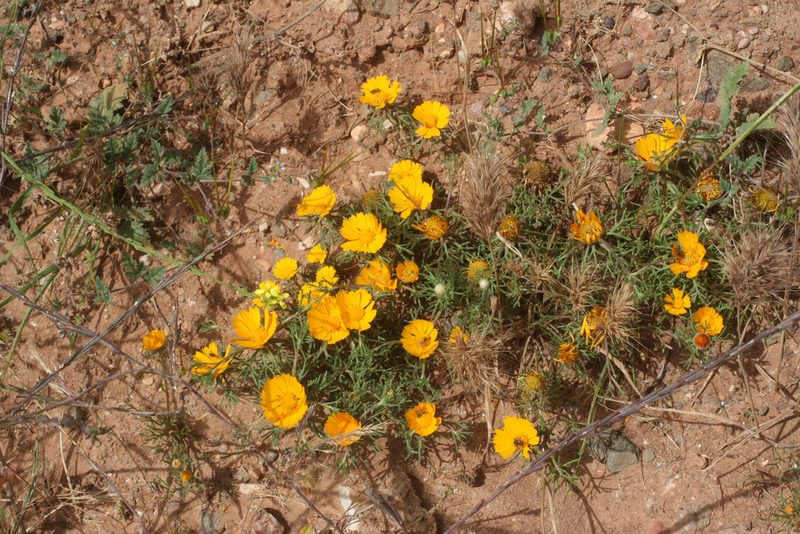 Cladanthus arabicus, photographed by Oleg Kosterin