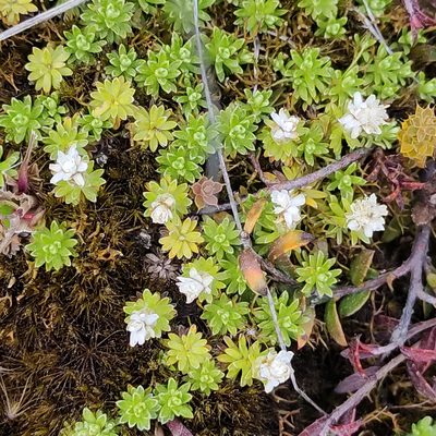 Raoulia subsericea, photographed by Jenny Saito