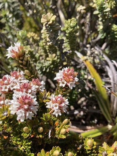 Archeria serpyllifolia, photographed by krumpianking