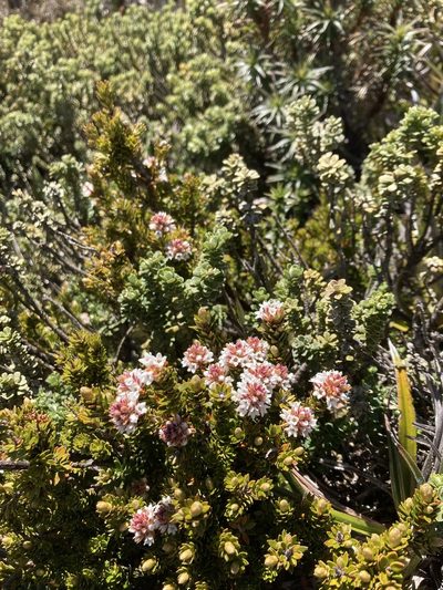 Archeria serpyllifolia, photographed by krumpianking