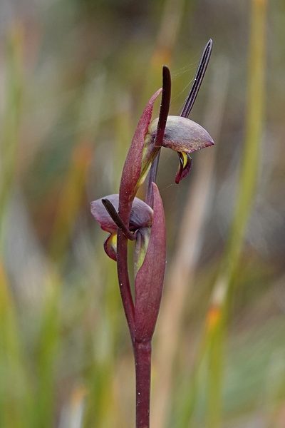 Orthoceras strictum, photographed by Max Campbell