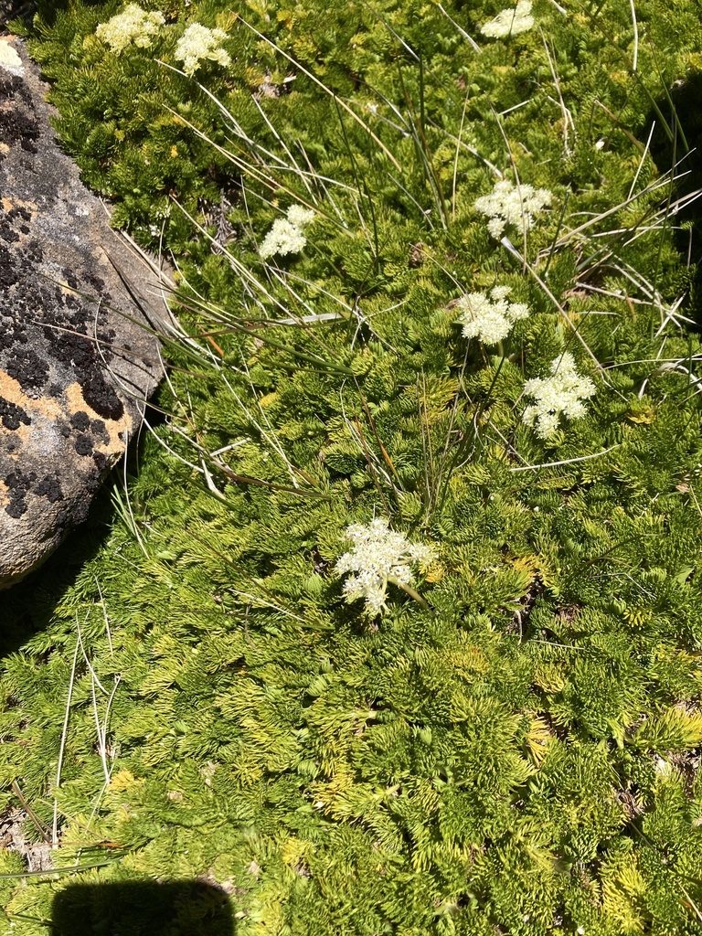 Anisotome procumbens, photographed by krumpianking