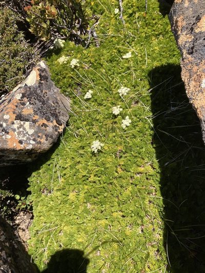 Anisotome procumbens, photographed by krumpianking