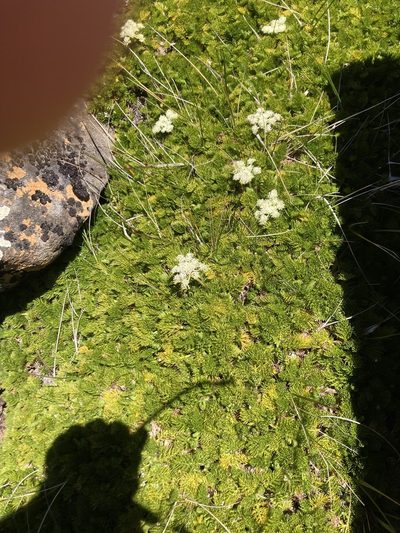 Anisotome procumbens, photographed by krumpianking