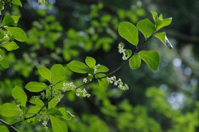 Orixa japonica, photographed by Eric Knight