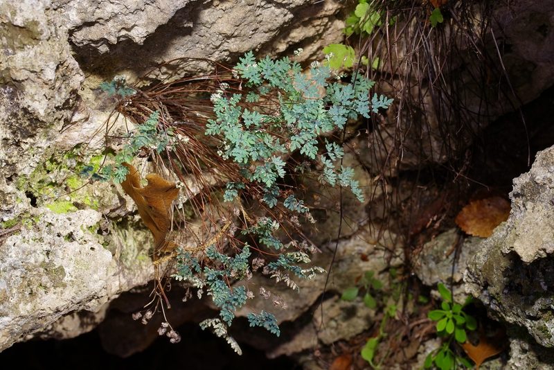 Argyrochosma dealbata, photographed by Michelle W. （鍾偉瑋）