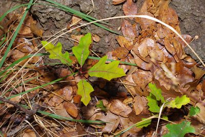 Quercus buckleyi, photographed by Michelle W. （鍾偉瑋）