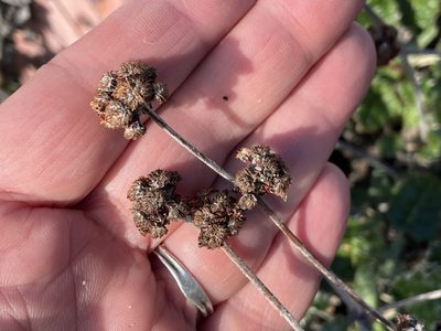 Eriogonum latifolium, photographed by Henrik Kibak