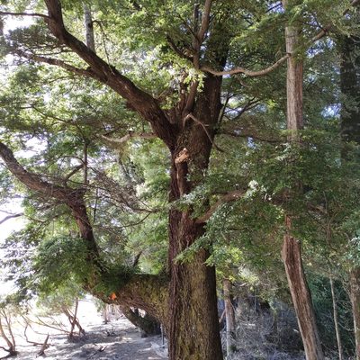 Nothofagus solandri, photographed by Jenny Saito