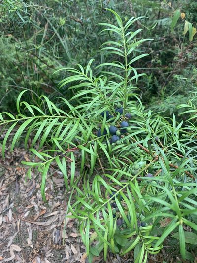Podocarpus spinulosus, photographed by Geoff Shuetrim