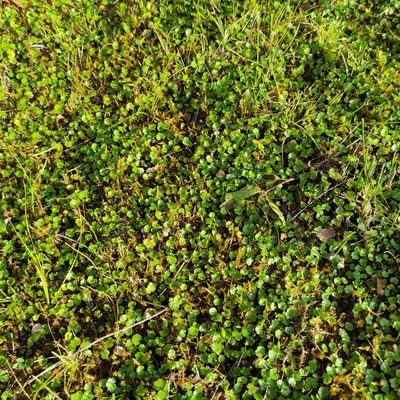 Hydrocotyle microphylla, photographed by Jenny Saito