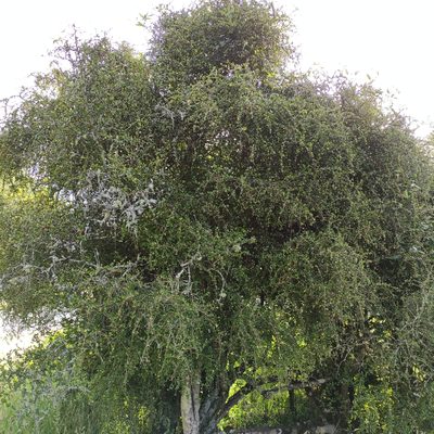 Myrsine divaricata, photographed by Jenny Saito