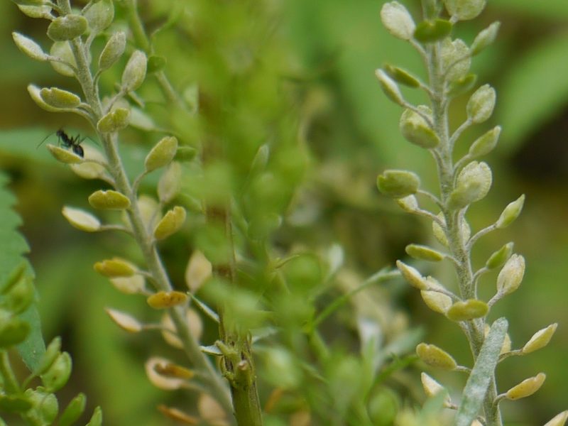 Lepidium apetalum, photographed by Dinesh Valke