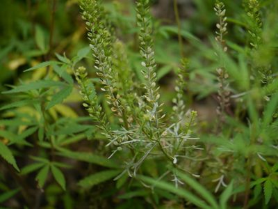 Lepidium apetalum, photographed by Dinesh Valke